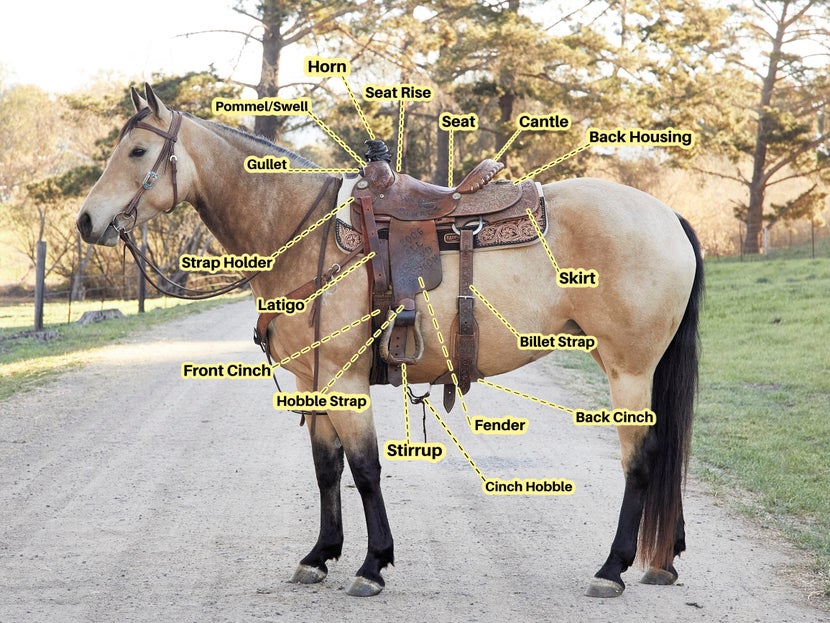 A Complete Guide to Western Saddles