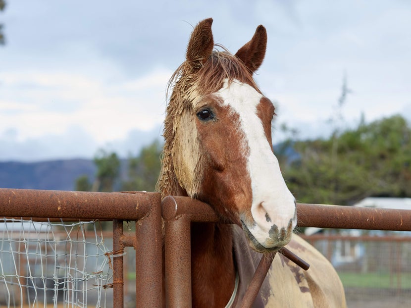 Horse Coat Clipping - Winter Horse Coat Care, Premier Equine