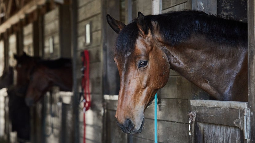 Bay horse with head over its stall door. 