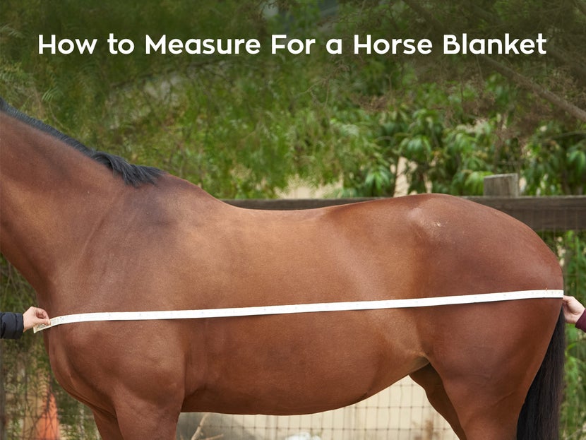 Best Winter Horse Blankets