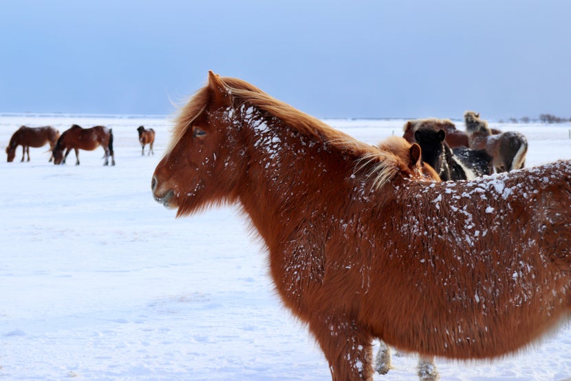 Small, hairy horse standing out in a field of snow with pasture mates. 