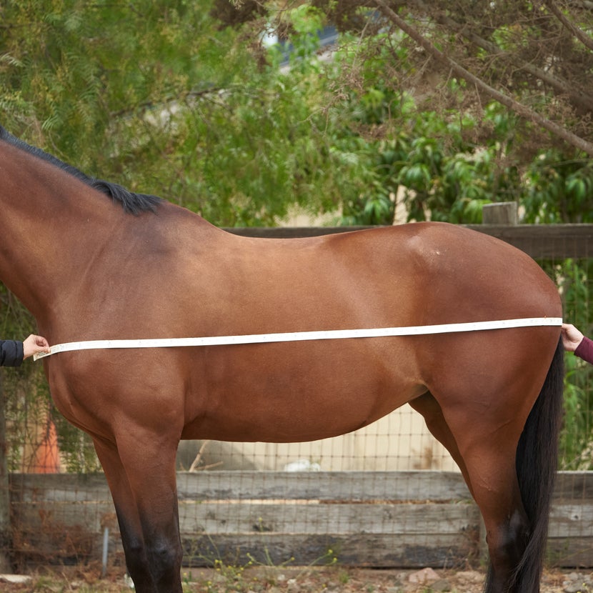 Two hands holding a soft tape measurer across a bay horse's body. They are measuring the horse from the center of the chest to the center of the tail to find our the horse's blanket size