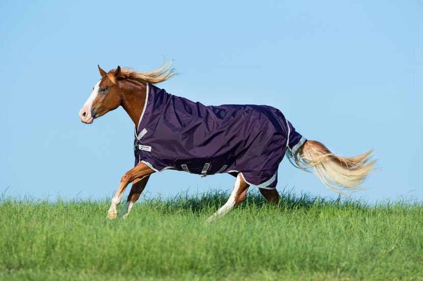 Chestnut horse cantering through a field wearing a purple Horseware Rambo Wug Turnout Lite Blanket