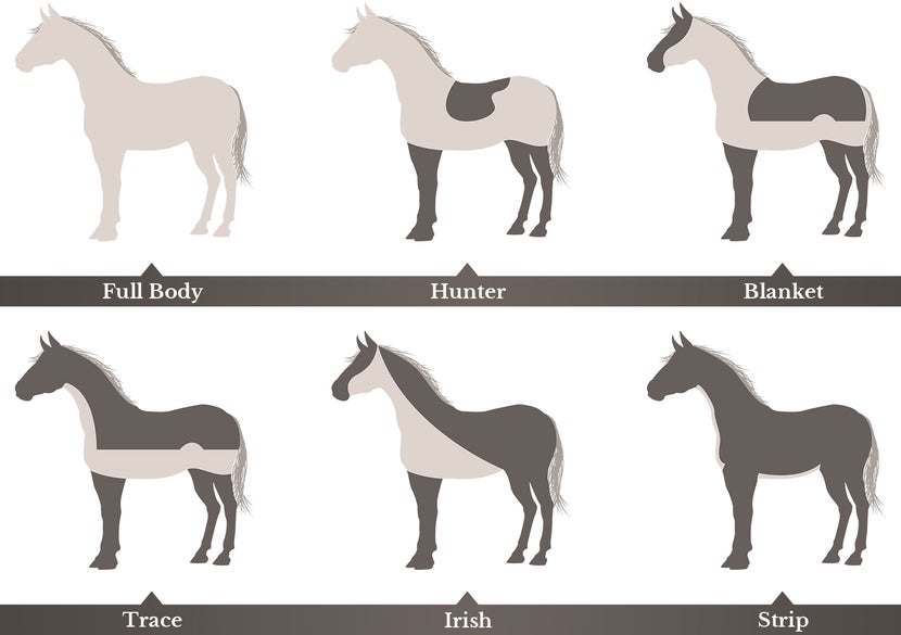 Types of horse clips