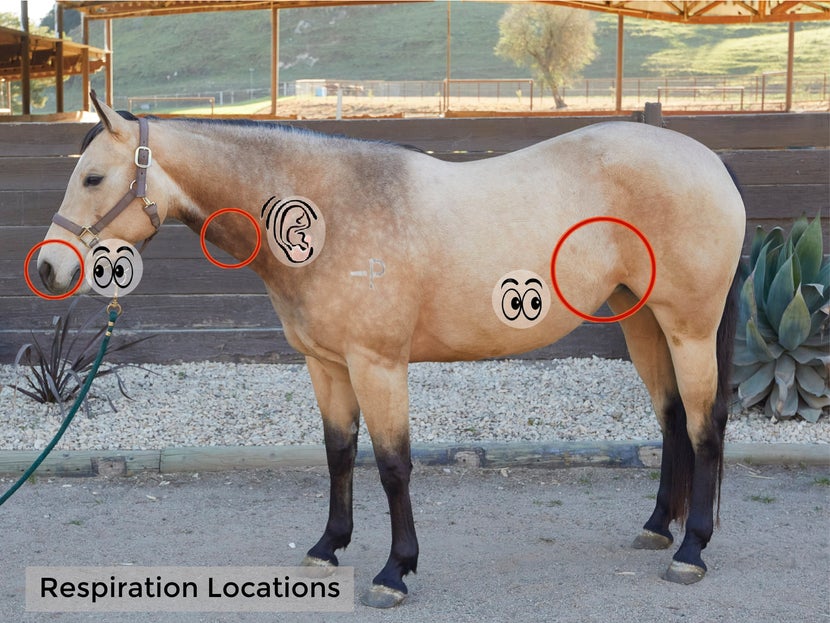 This image shows the areas we use to measure a horse's respiration rate. You can look at the nose or flank or listen to the trachea with a stethoscope. 