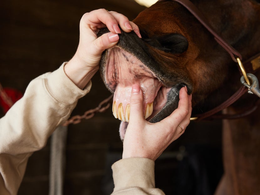 Girl testing capillary refill time on a horse's gum. 