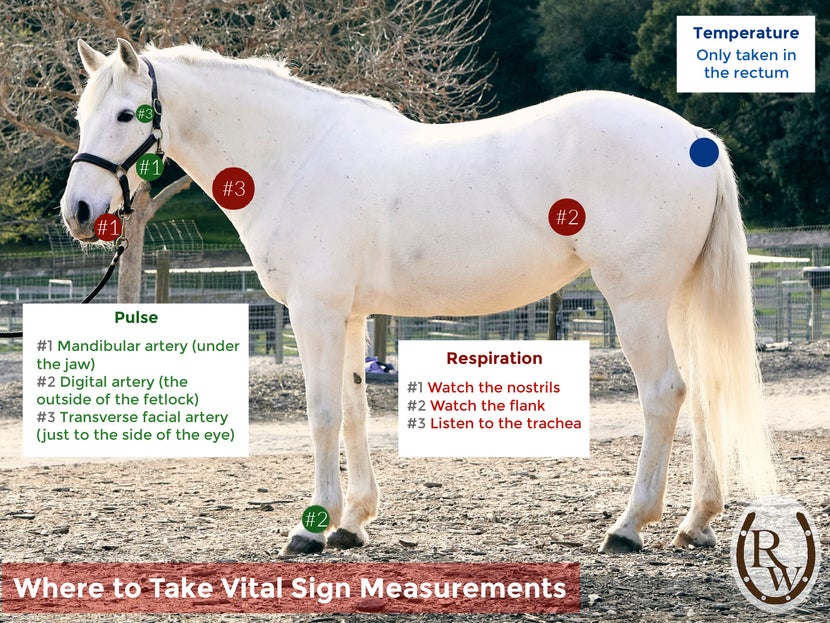 Diagram using a white horse showing the locations that you use to gather vital signs. 