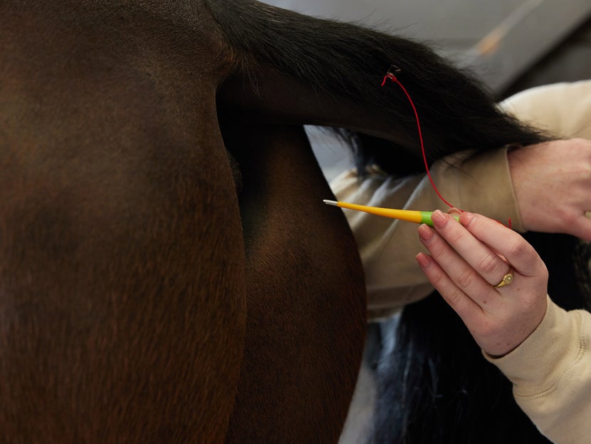 Women holding the tail the horse and inserting a thermometer into the rectum to measure the horse's internal temperature.