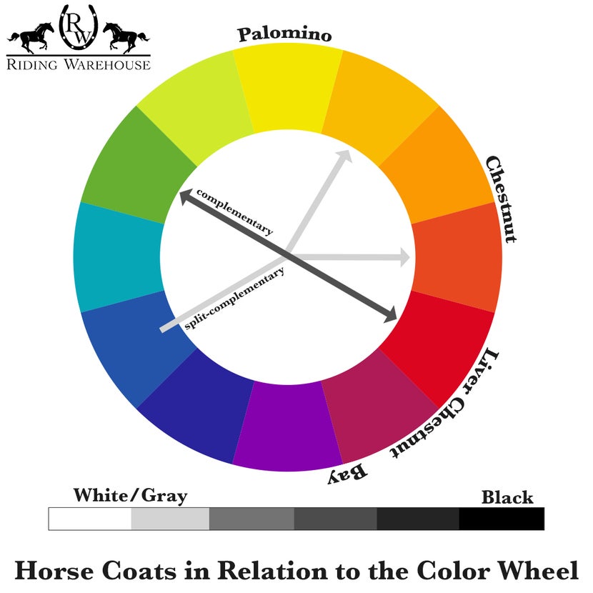 Color wheel showing primary and secondary colors, demonstrating complementary and split-complementary combinations for different horse coat colors. 