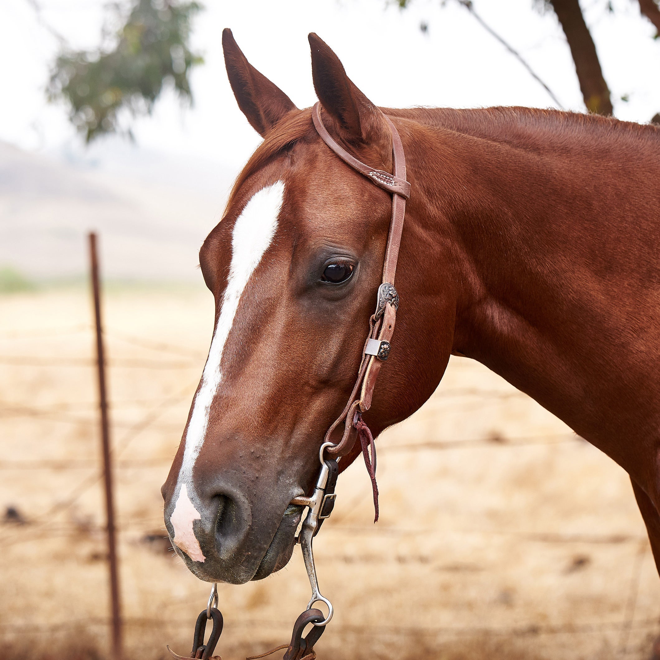 A sorrel horse wearing a western leather headstall