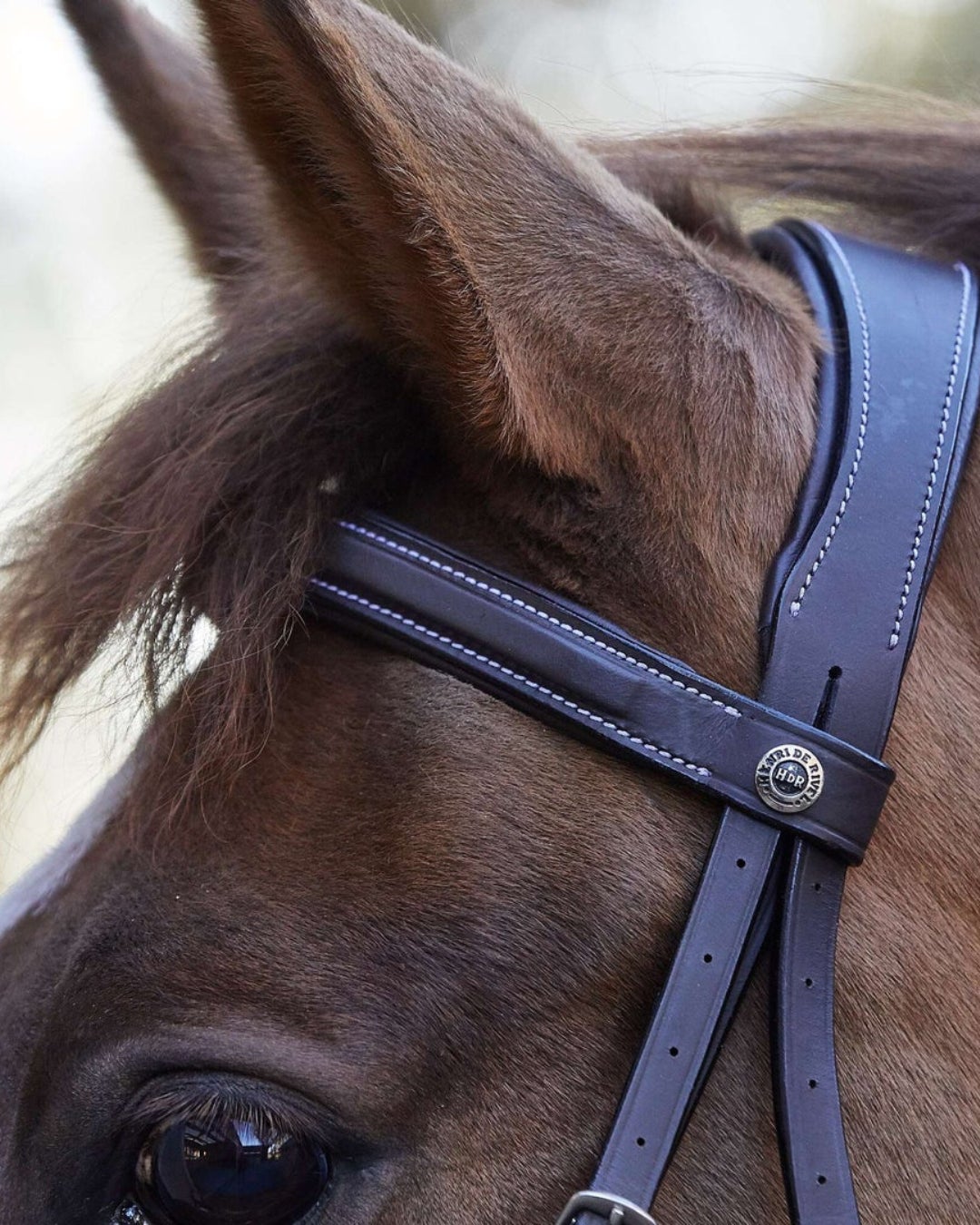 A chestnut horse wearing an example of a bridle with a monocrown crownpiece.