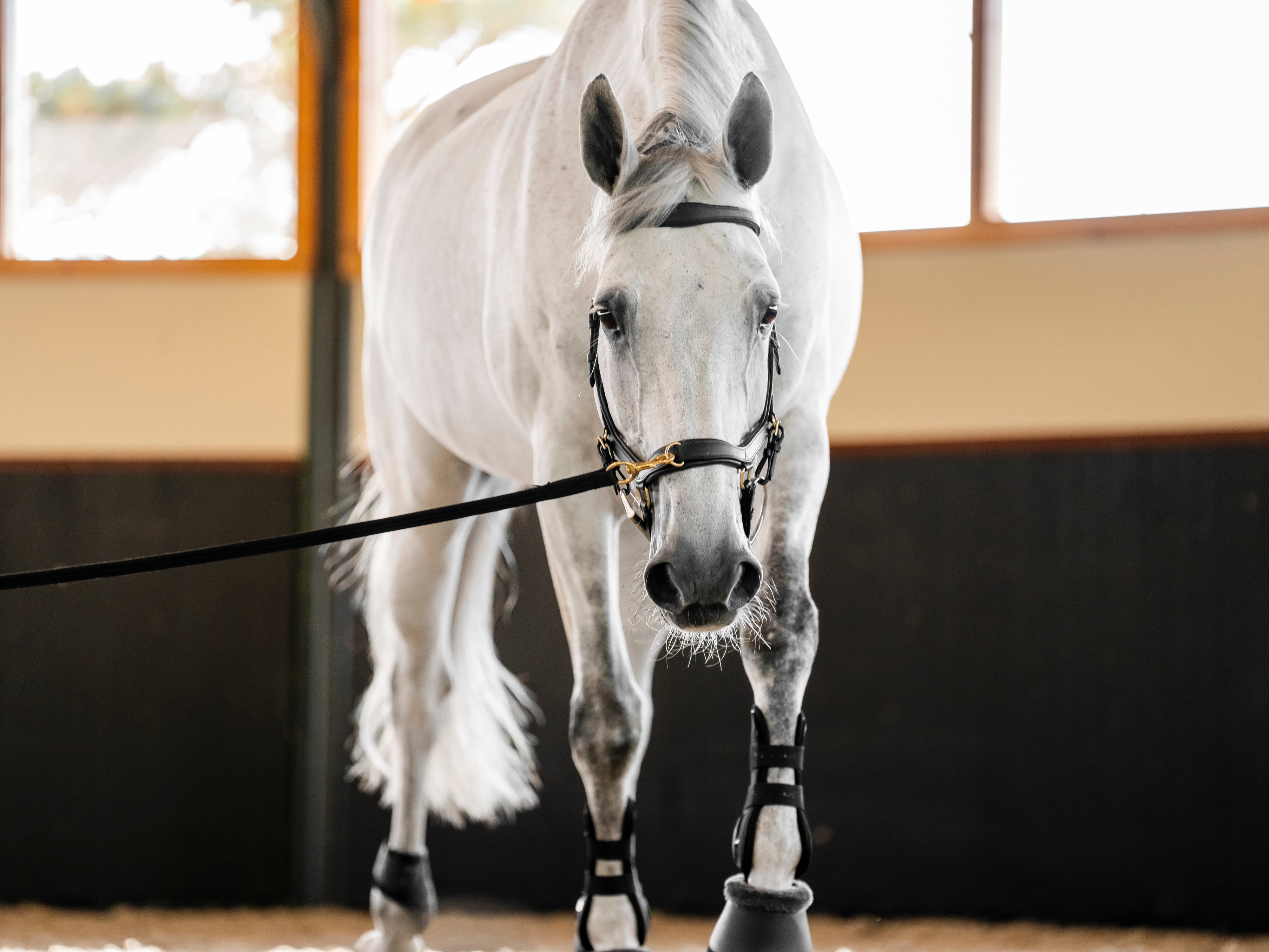 A grey horse wearing the Horseware Rambo Micklem Multi Bridle as a lunging bridle. Utilizing the front ring to attach the line. 