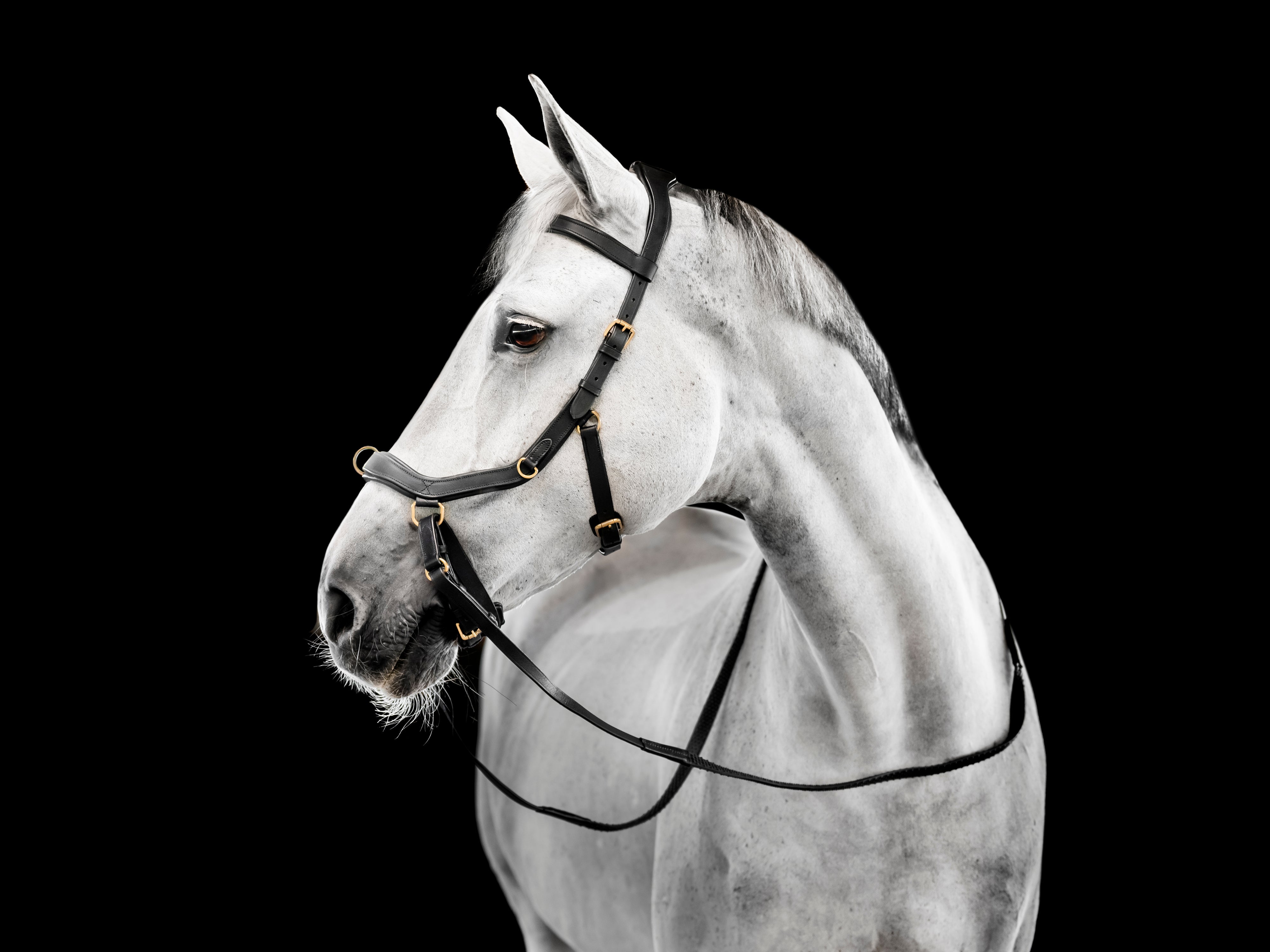 A grey horse wearing the Horseware Rambo Micklem Multi Bridle in the bitless form, with the bitless attachment.