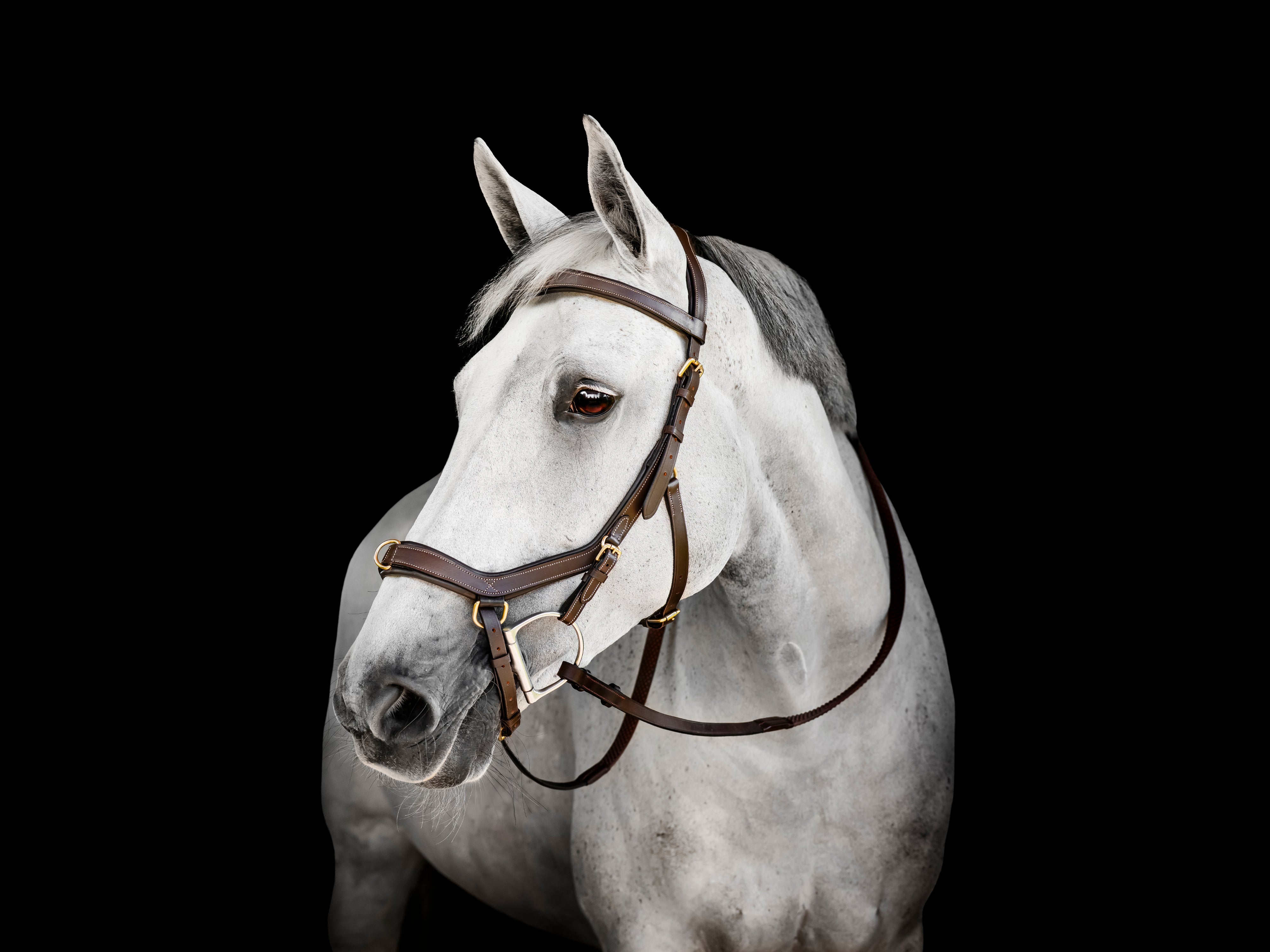 A grey horse wearing the Horseware Rambo Micklem Multi Bridle with a bit.