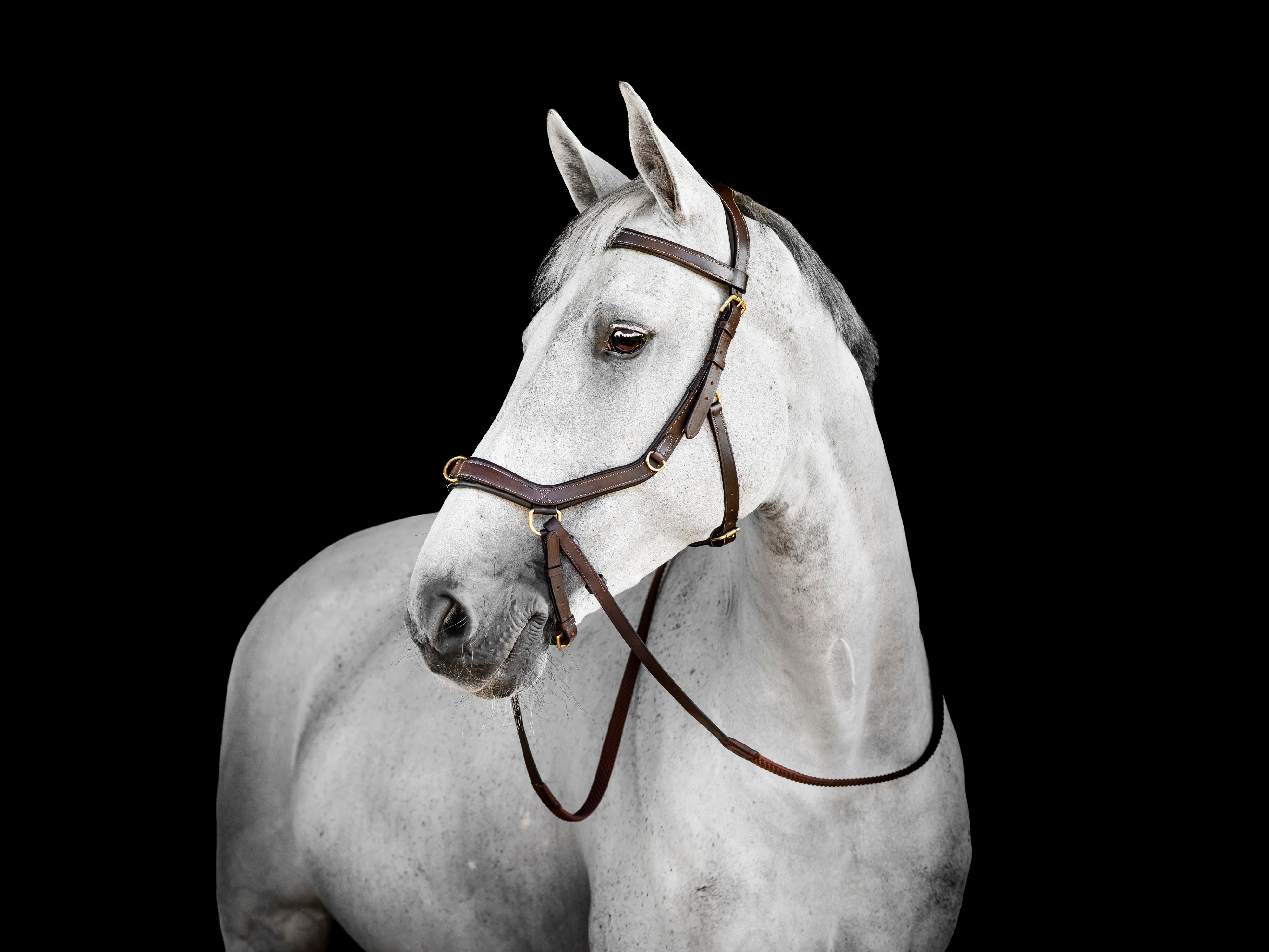 A grey horse wearing the Horseware Rambo Micklem Multi Bridle in the bitless form, without the bitless attachment.