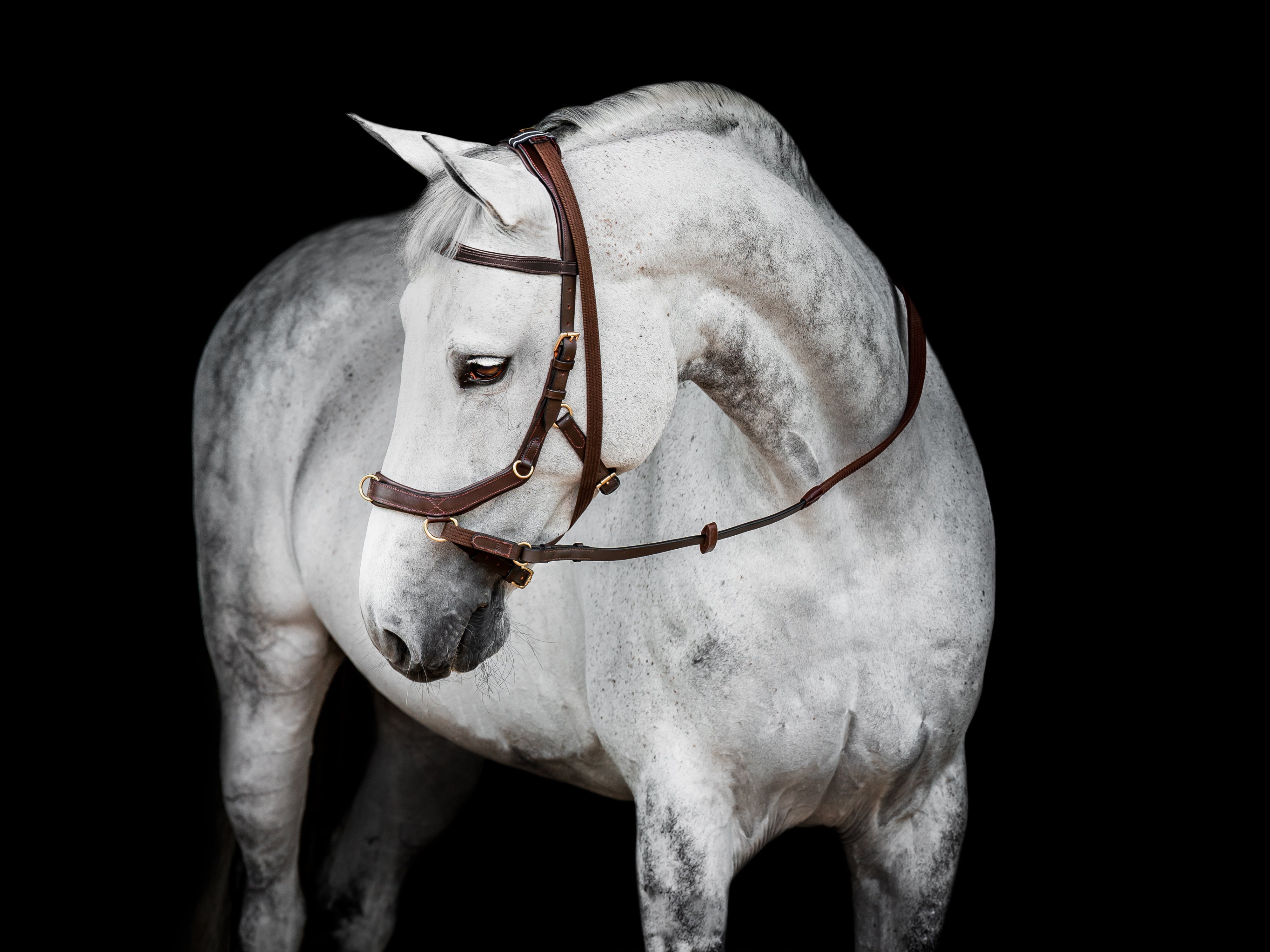 A grey horse wearing the Horseware Rambo Micklem Multi Bridle with the cross-over strap attached