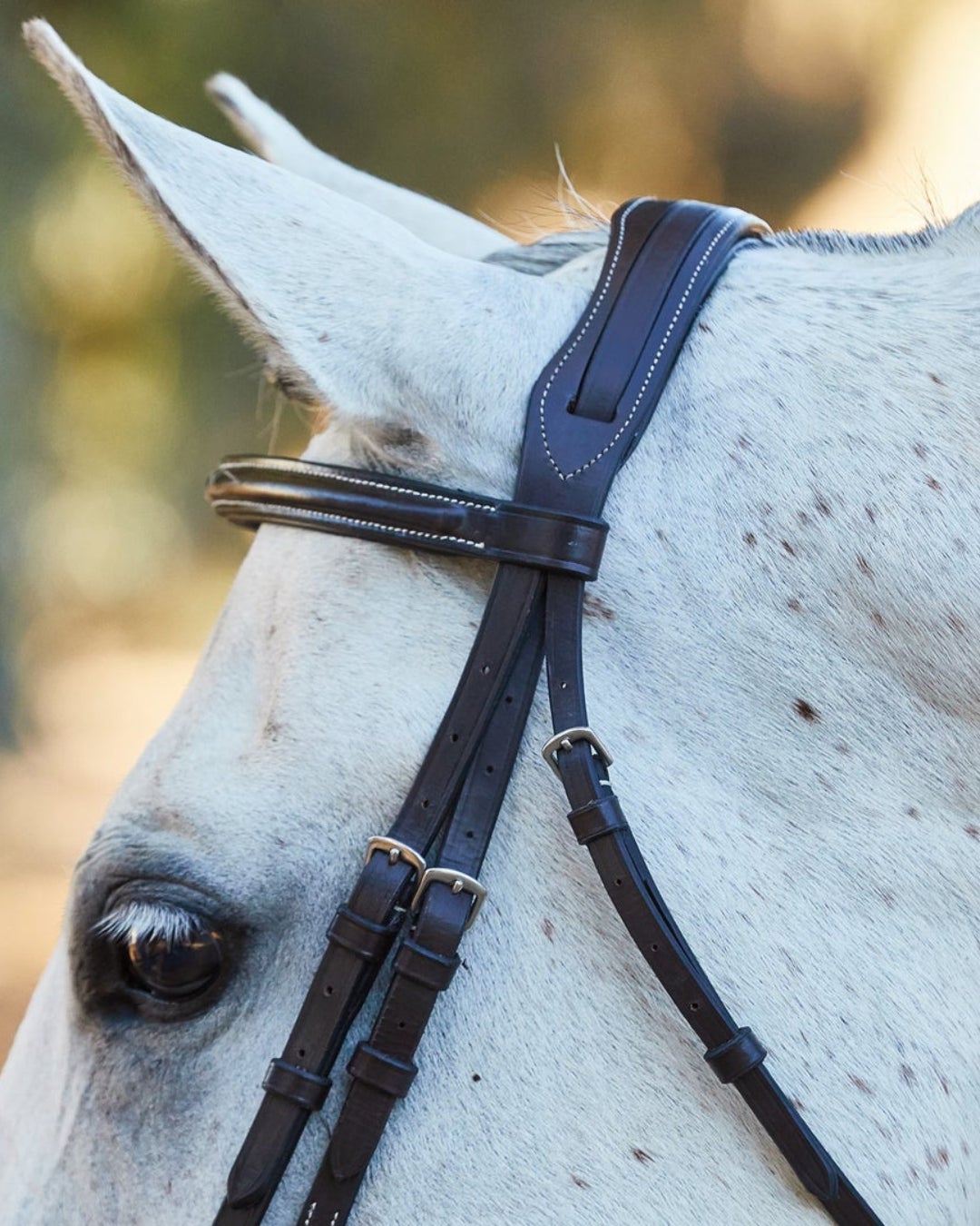 A gray horse wearing an example of a bridle with a dual crownpiece