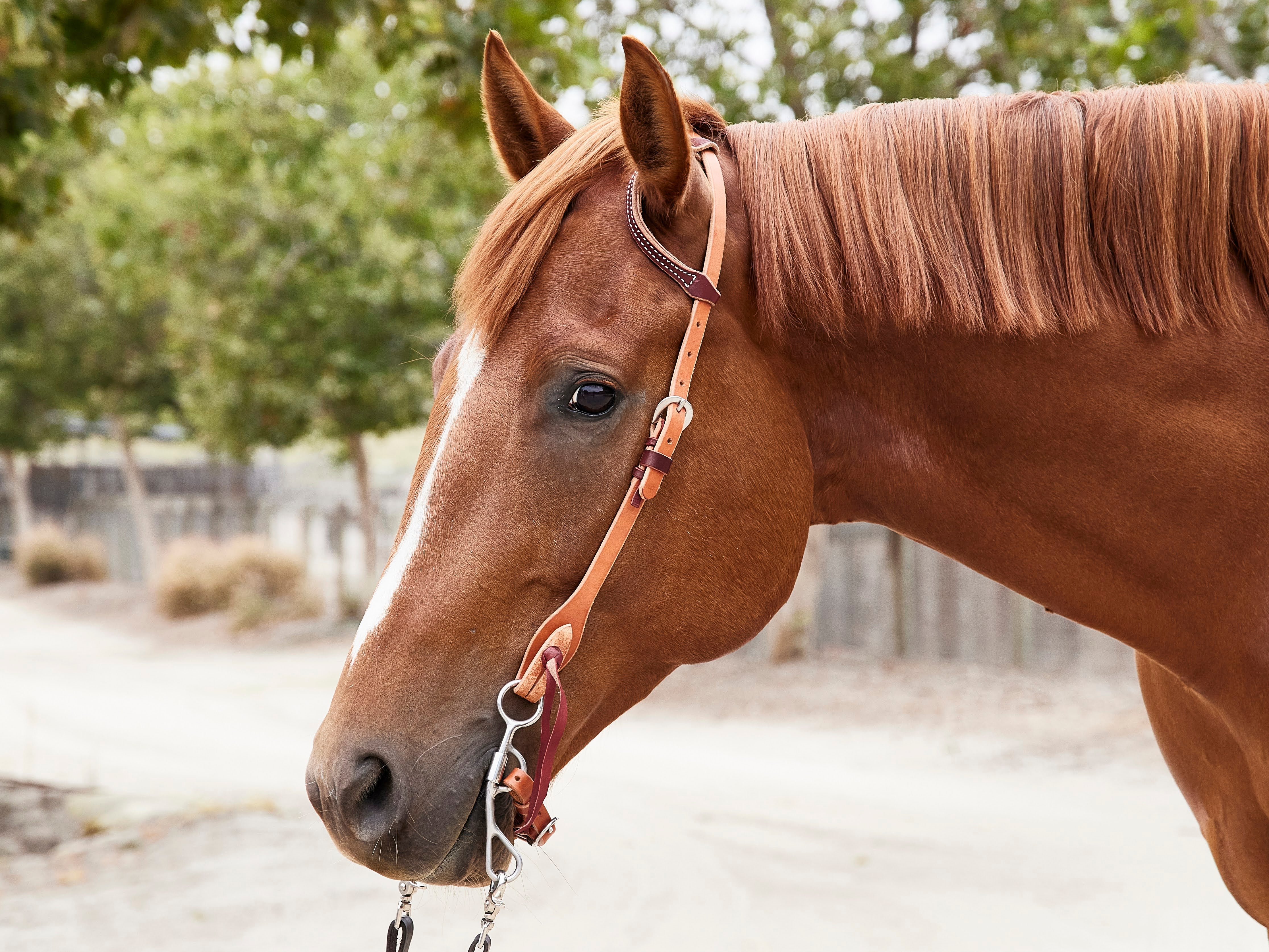 A western horse sliding ear headstall
