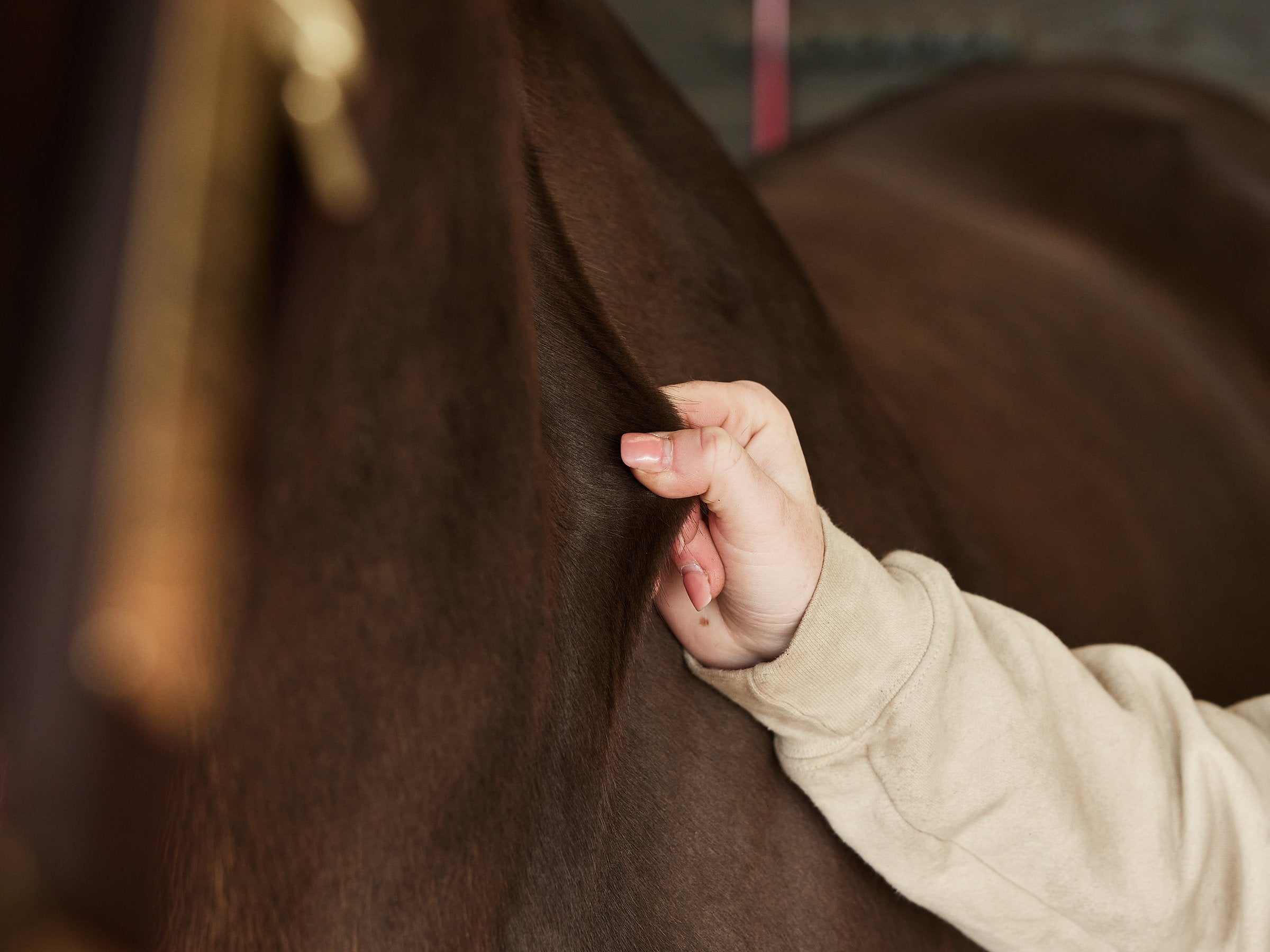 An example of how to test skin reflexivity. Healthy, hydrated horses should have their skin return to normal within a few seconds.