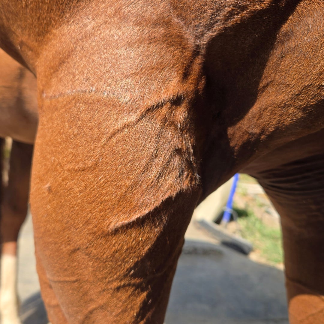 The forearm of a chestnut horse on which XLR8 red light therapy was used to treat a wound. 