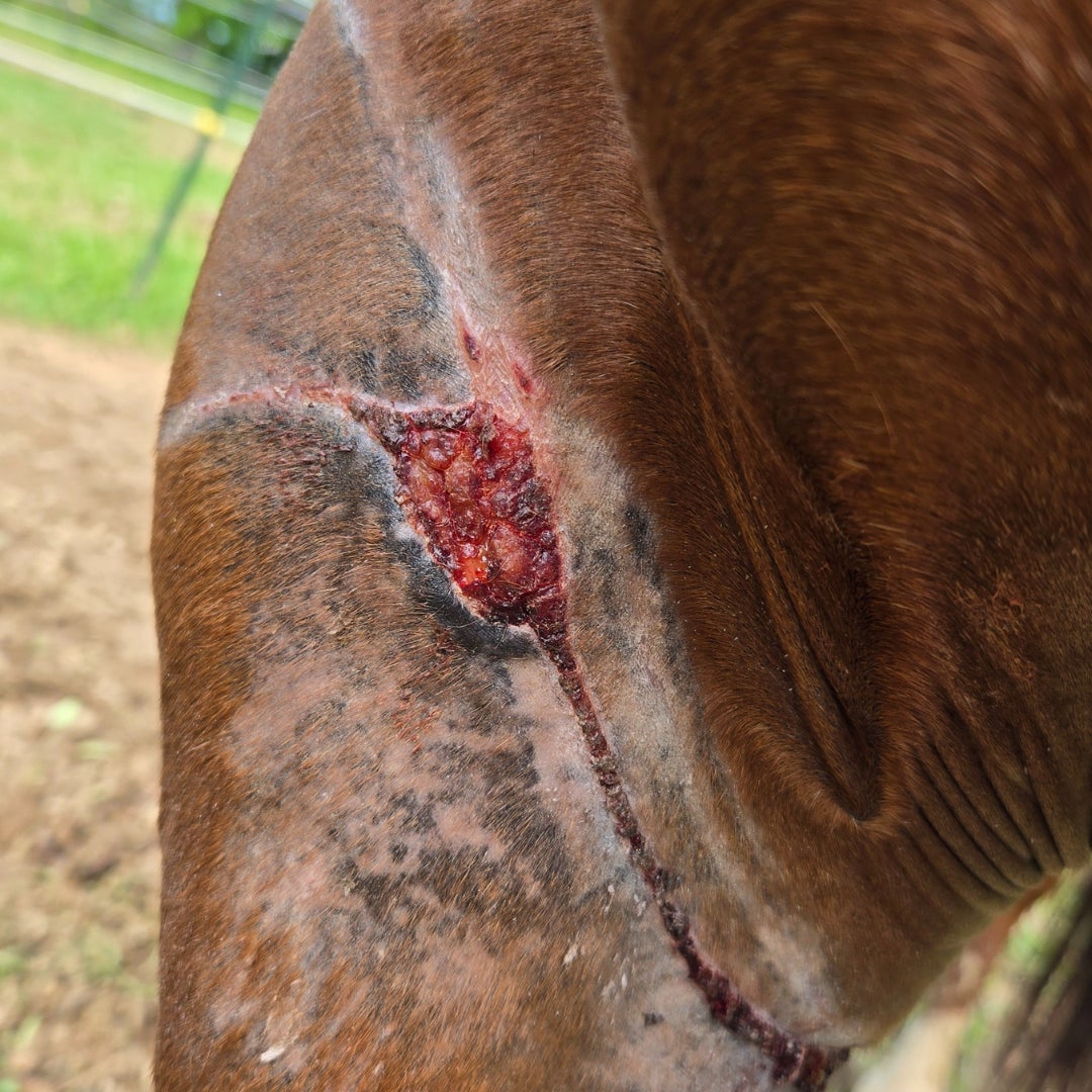 A wound on the forearm of a chestnut horse on which XLR8 red light therapy was used to treat it.