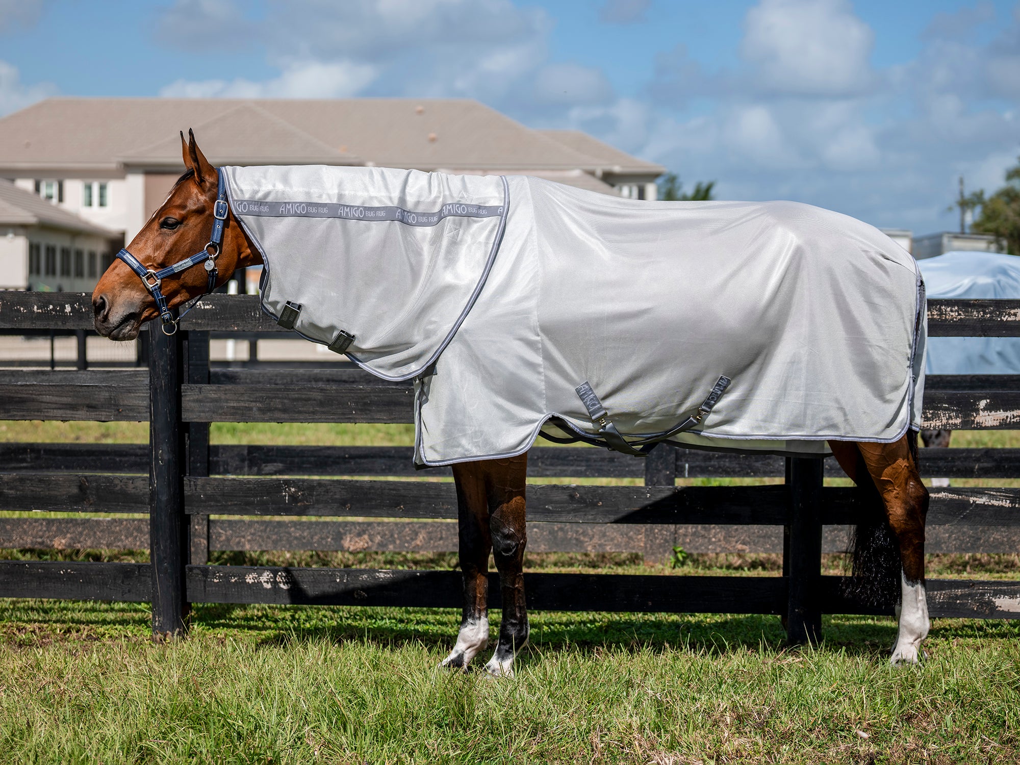 Bay horse standing next to a fence wearing the Horseware Amigo Bug Rug Plus Sheet.