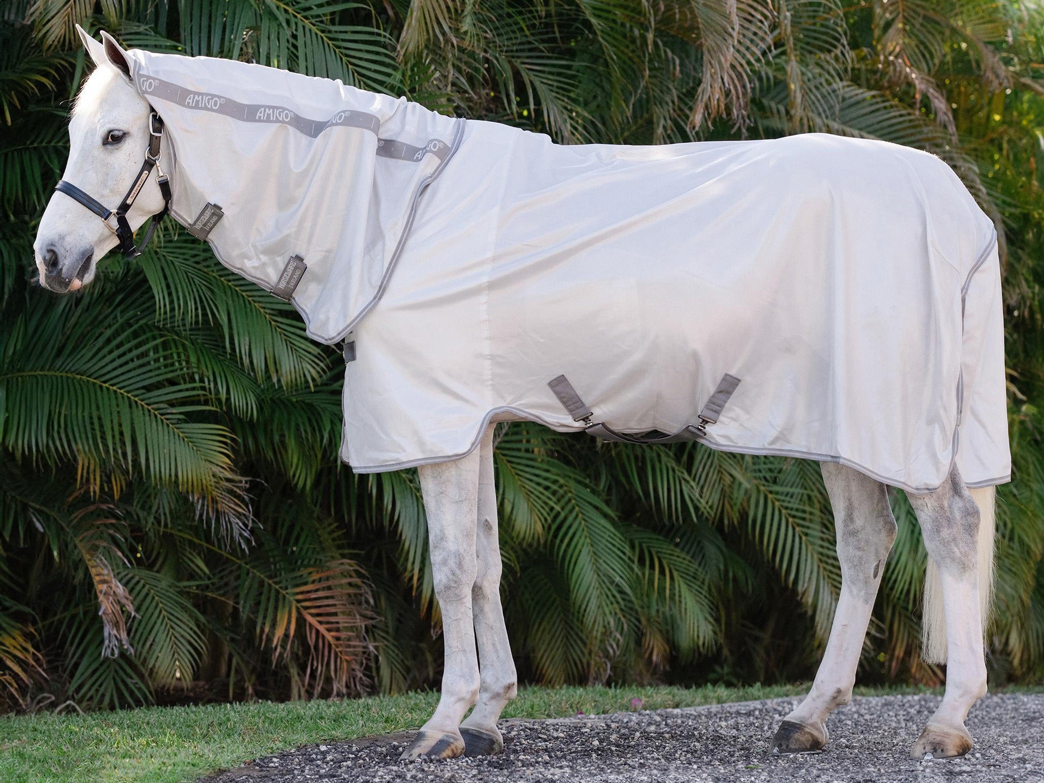 A gray horse standing in front of palm trees wearing the Horseware Amigo All-In-One Fly Sheet