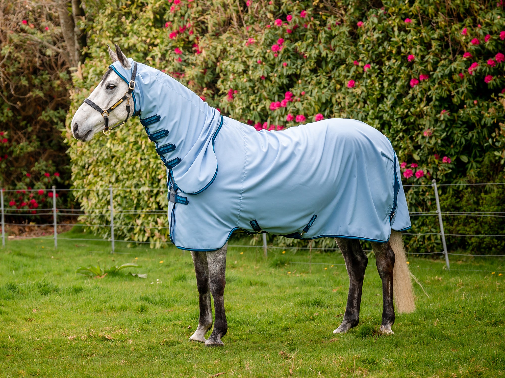 A grey horse wearing standing in a grassy field wearing a blue Horseware Amigo fly sheet.