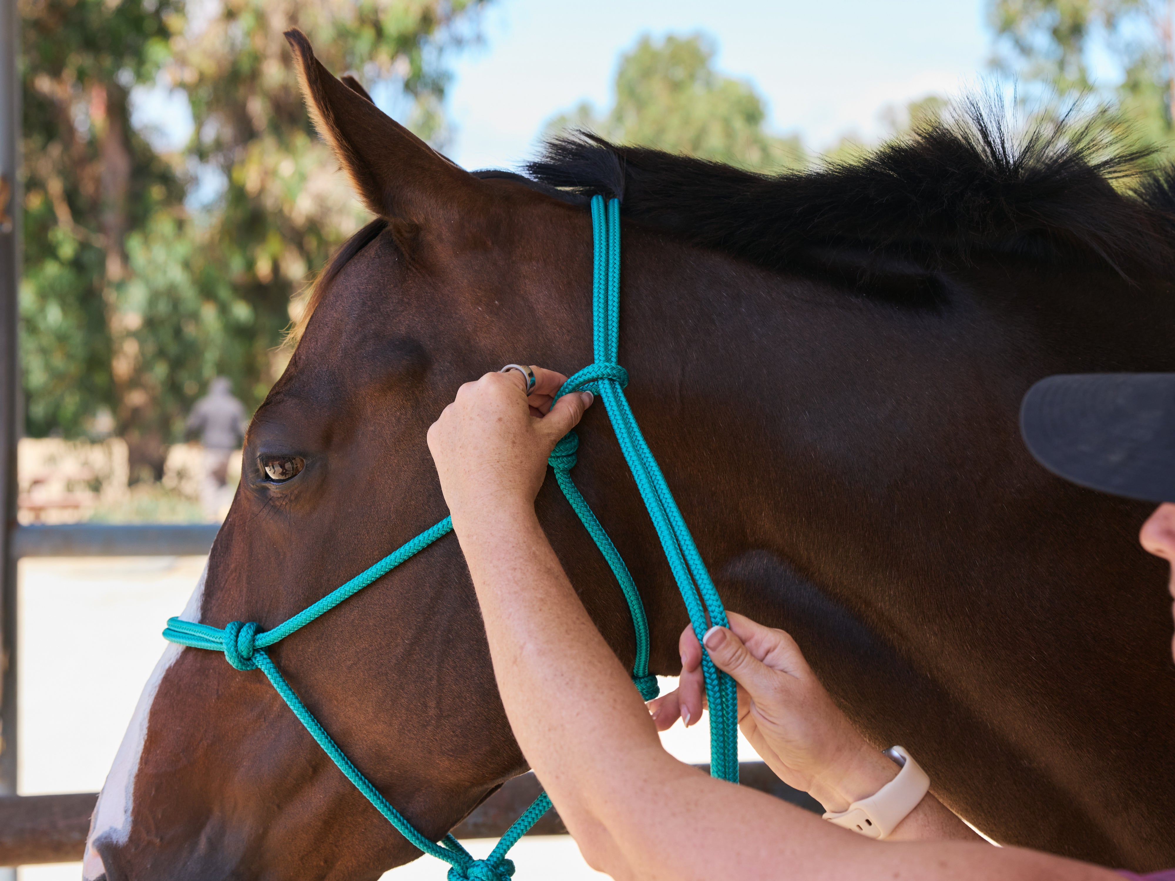 Tying a rope halter on a bay horse, step one.