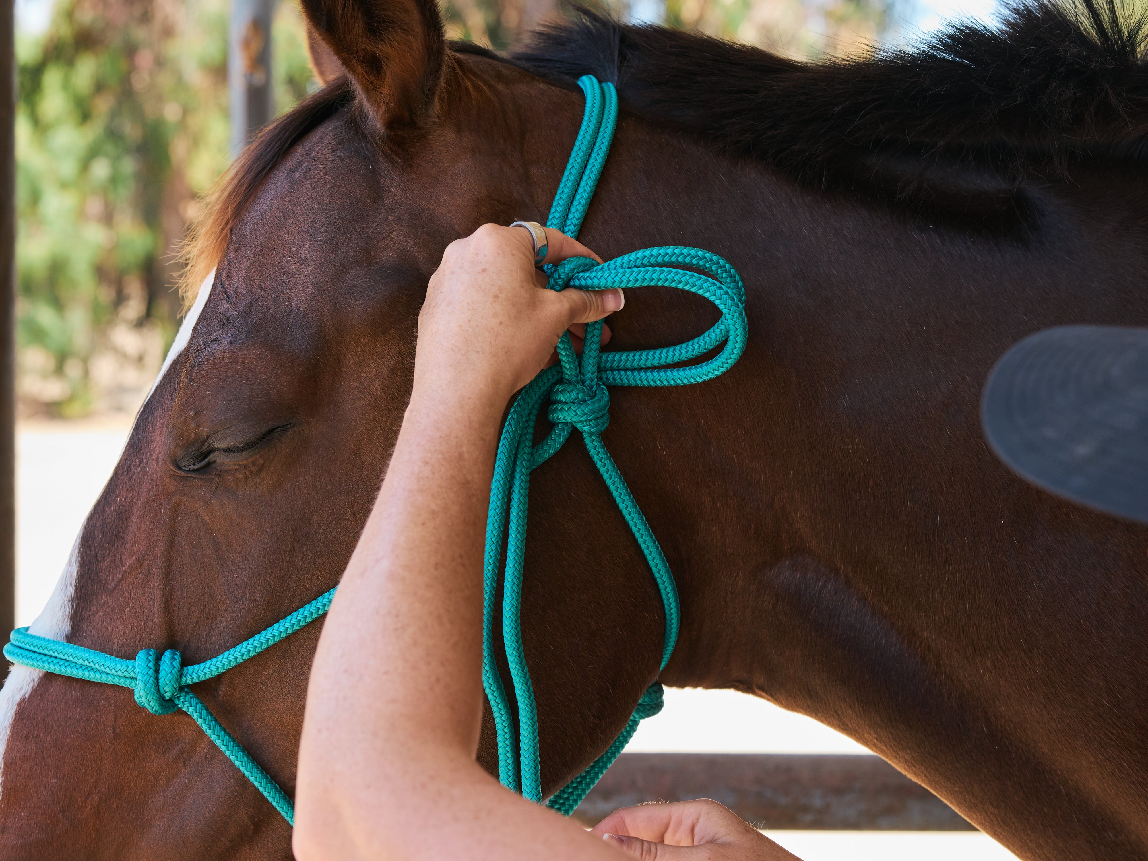 Tying a rope halter on a bay horse, step two.