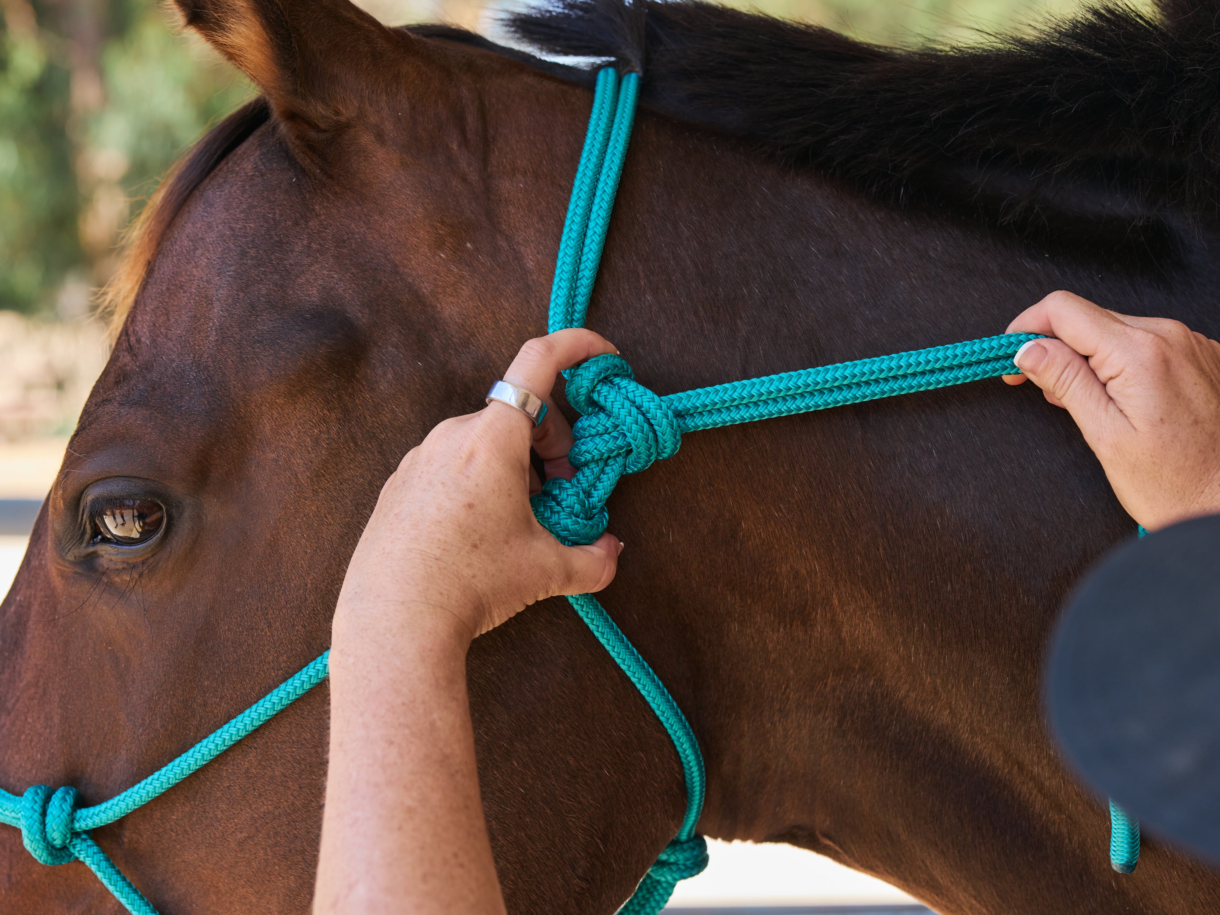Tying a rope halter on a bay horse, step four.