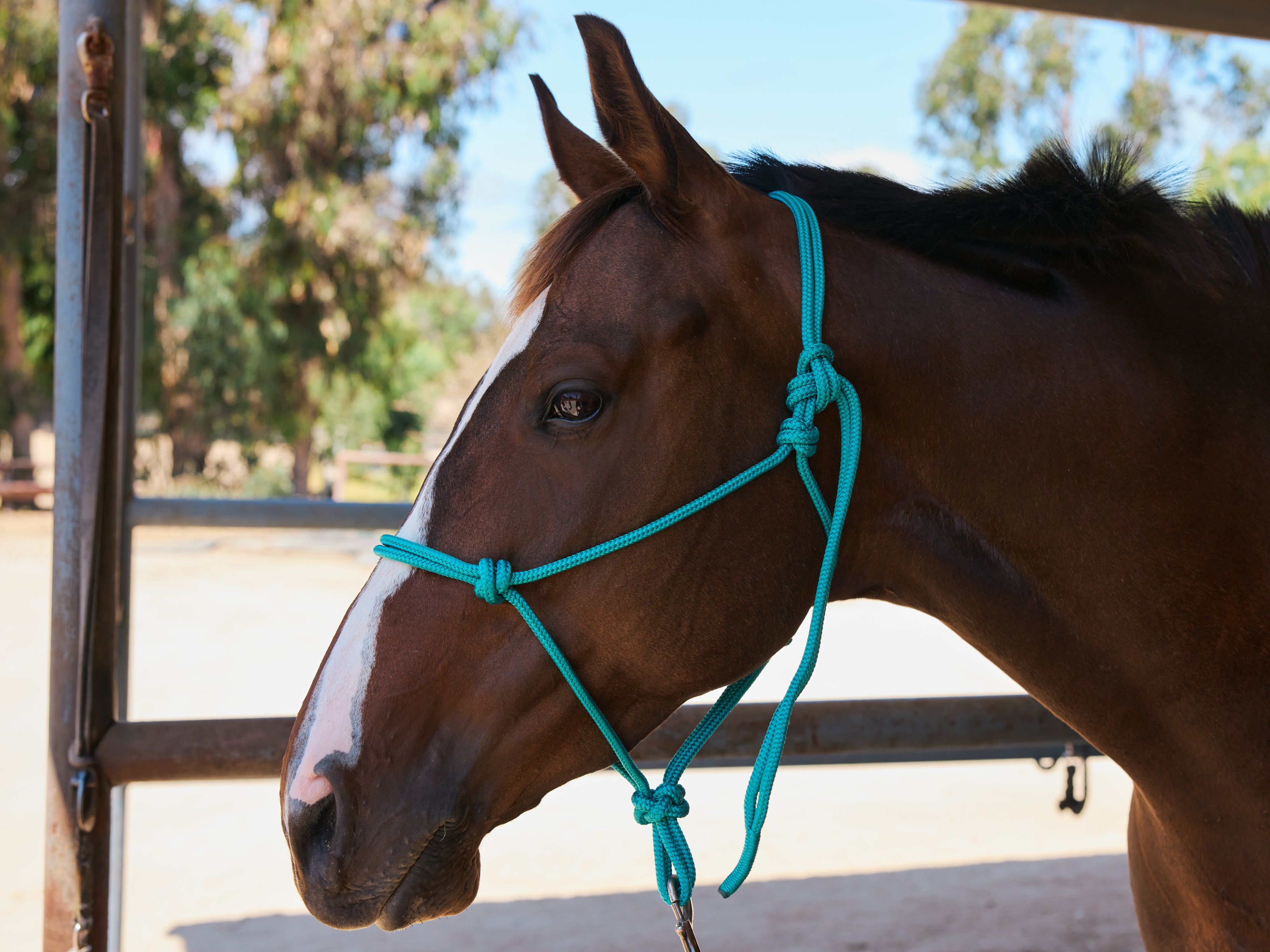 Tying a rope halter on a bay horse, step five.
