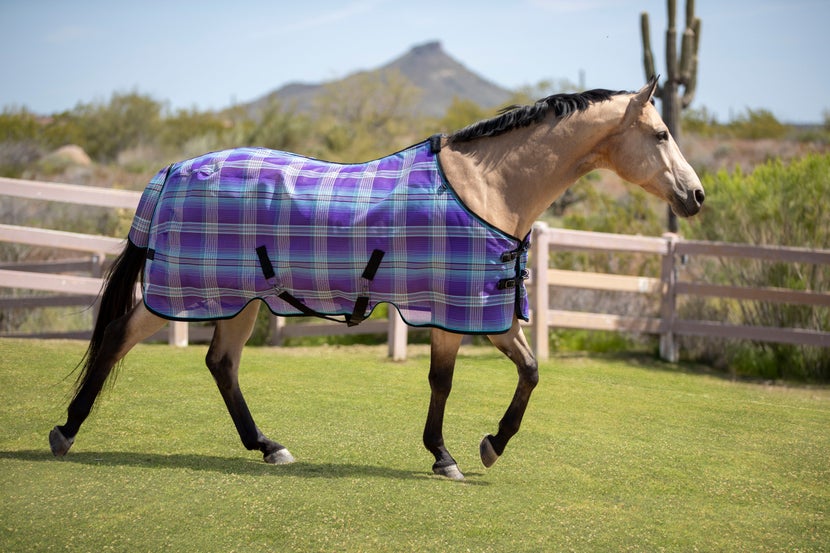 Buckskin horse walking in pasture wearing a Kensington fly sheet. 