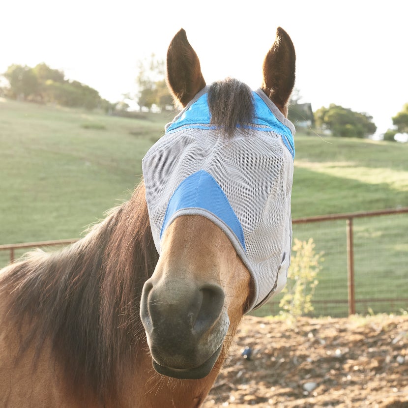The Cashel Crusader Standard Fly Mask in blue on a dun horse. 