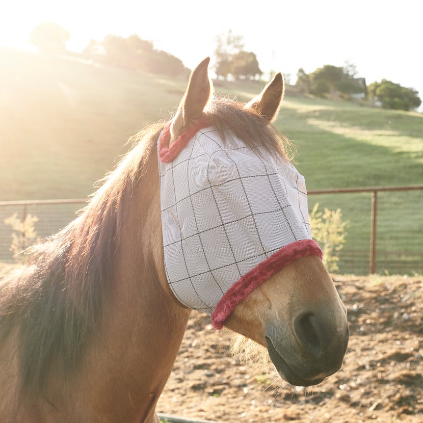 The Farnam SuperMask II Classic Fly Mask on a dun horse in pasture.