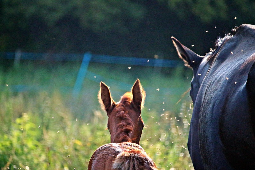 Mare and baby horse walking through pasture, surrounded by flies. 