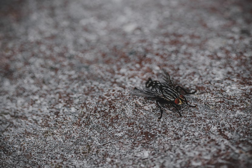 Common fly standing on surface. 