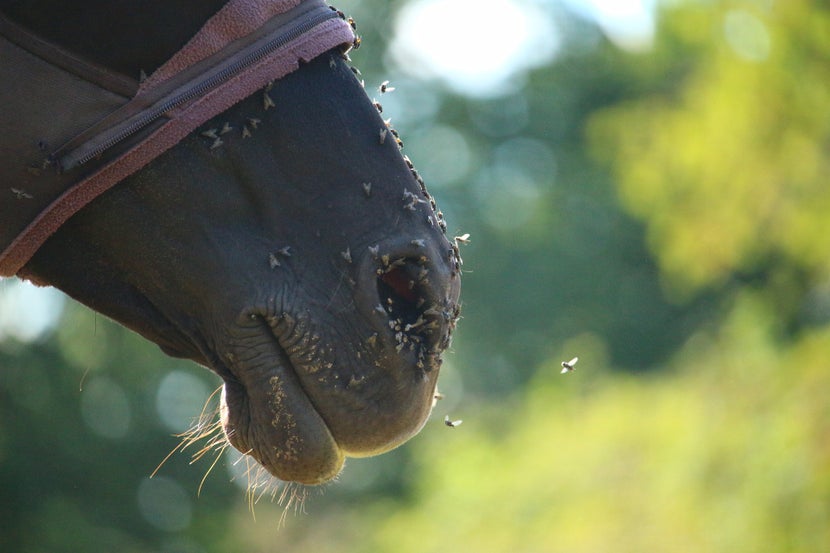 Many adult flies around and in horse's nose. 