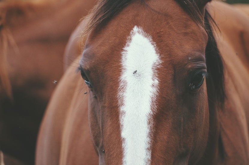 Close up of bay horse's face with flies buzzing around. 