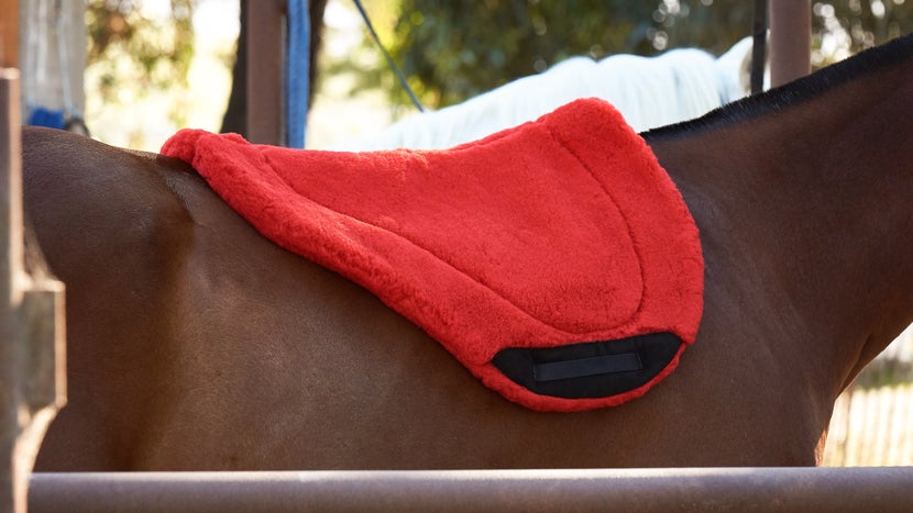 Red Toklat CoolBack saddle pad on the back of a bay horse. 