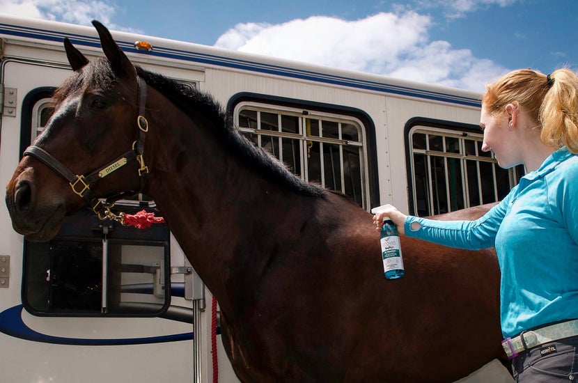 Woman spraying horse tied to horse trailer with fly spray. 