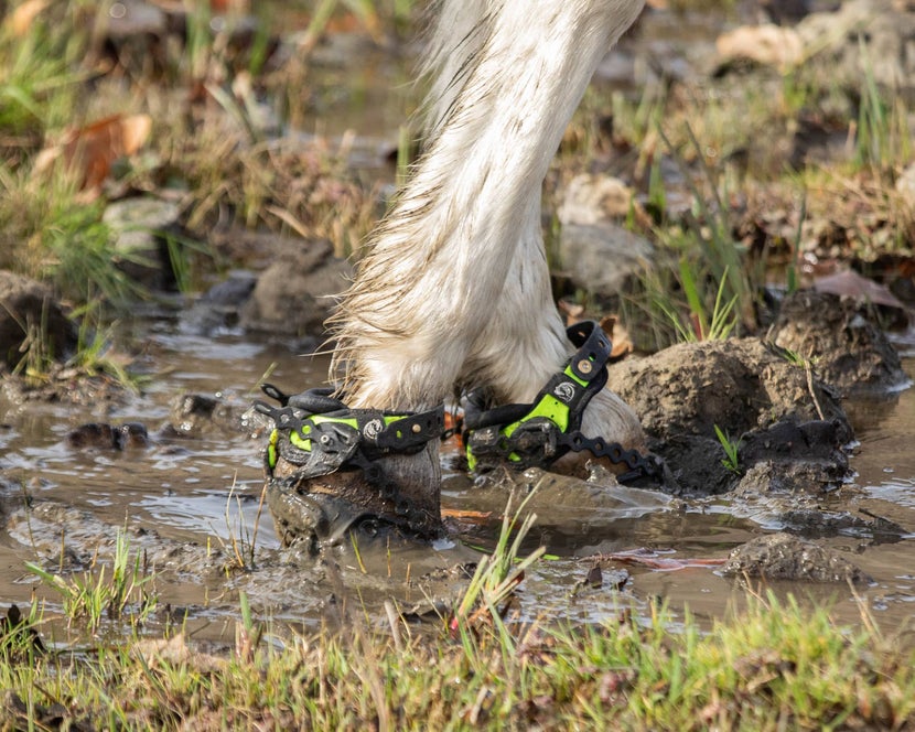 Close up of Explora Magic Hoof Boots on a horse walking through a muddy creek crossing. 