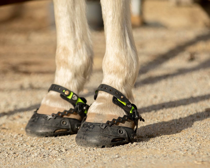 Horse wearing the Explora Hoof Boots on its front hooves.