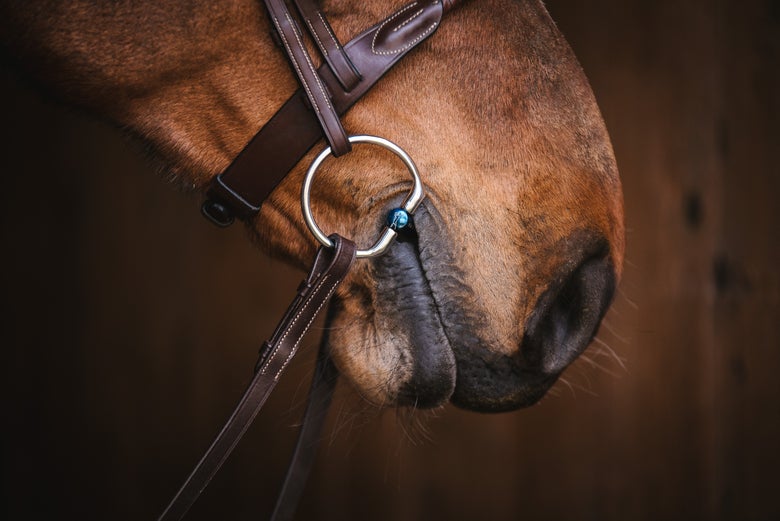 A horse nose showing the side view of a Fager Snaffle Bit.