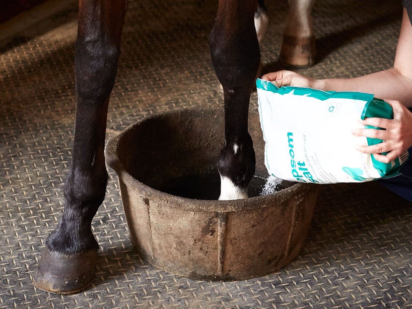 Bay horse getting its front hoof soaked in epsom salt and water in a large rubber bucket. 
