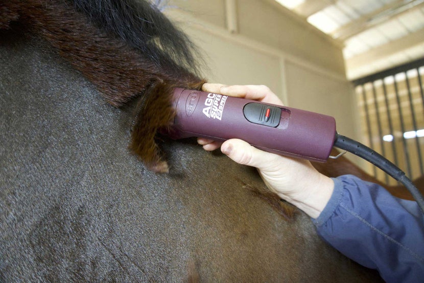clippers easily remove horse hair during body clip