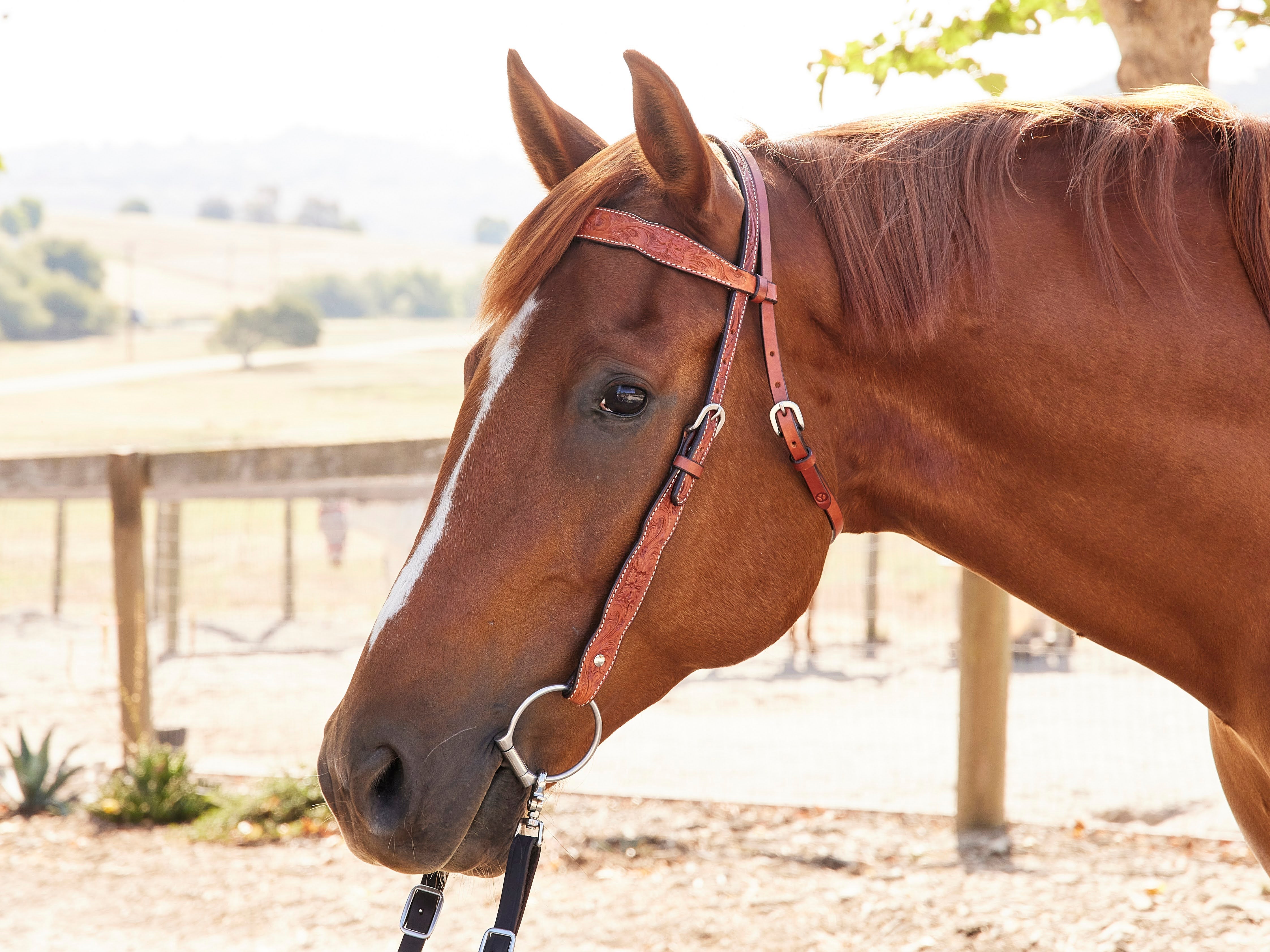 A western horse browband headstall