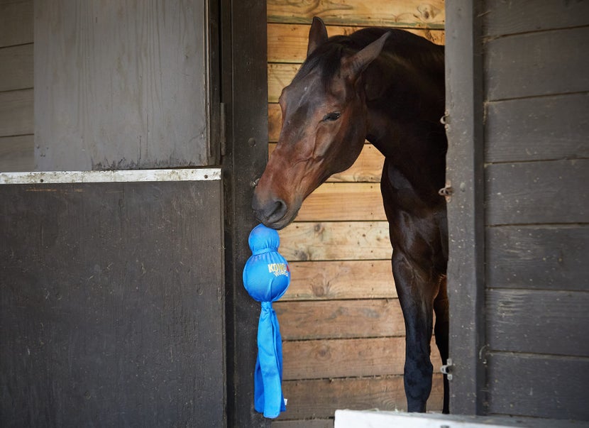 Horse standing in stall with Kong Wubba toy. 