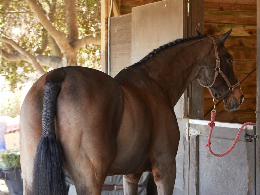 Bay horse with a braided mane and tail standing tied to a stall. 