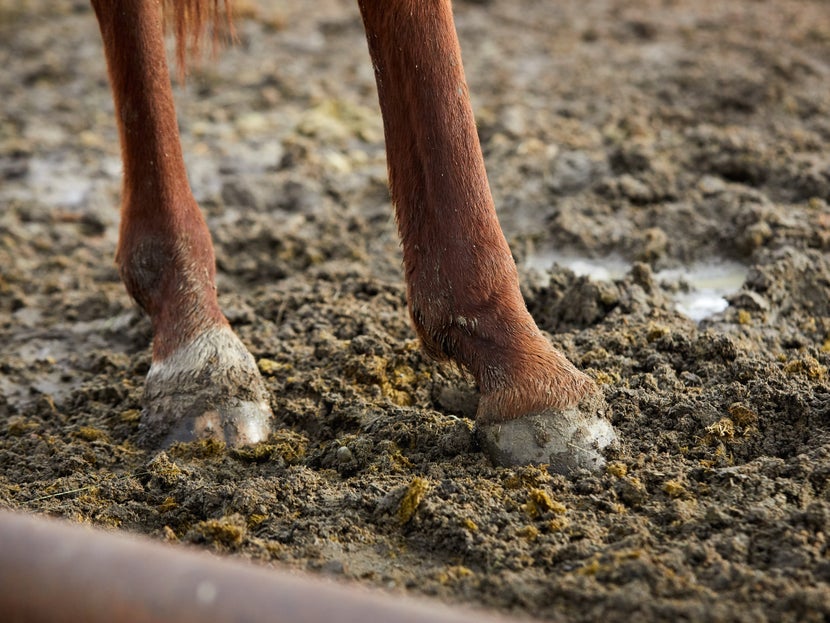 Horse hooves in mud. 
